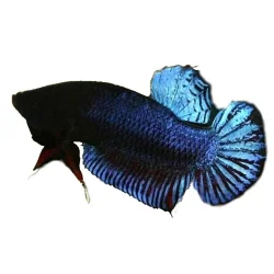 fish.webp