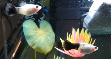 platy prego.webp