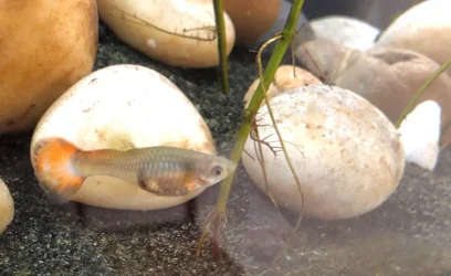 queen guppy.webp