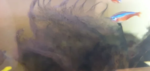 fish 2.webp