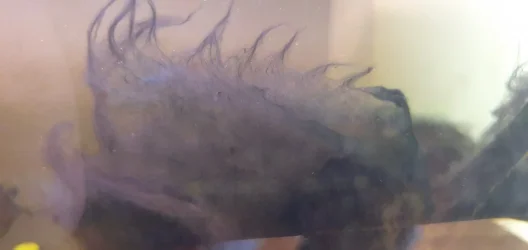 fish 1.webp