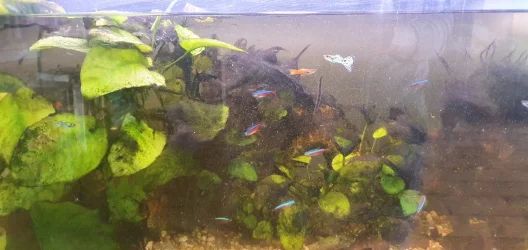 fish 3.webp