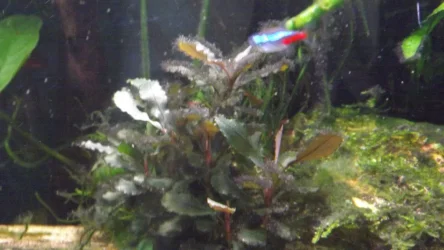 DSCF5004.webp