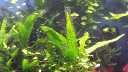 DSCF5006.webp
