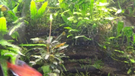 DSCF5007.webp