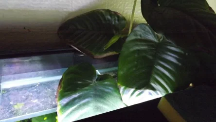 DSCF5017.webp