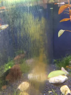 FishTankAlgae.webp