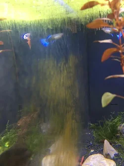 FishTankAlgae2.webp