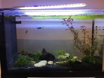 MainFishTank1.webp
