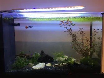 MainFishTank2.webp