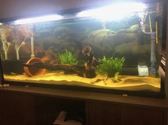 55 gallon.webp
