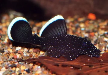 pleco-WhiteSeamL183_grande.webp
