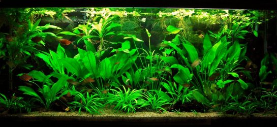 115g May 27-14.JPG