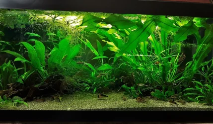 40g May 23 2020 (1).webp