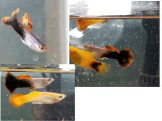 fish.webp