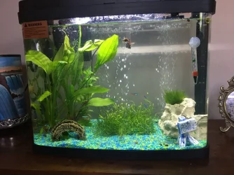 Fish tank.webp