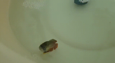 Video.gif