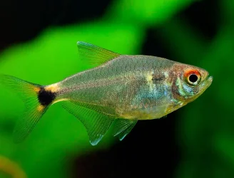 Hemigrammus ocellifer1.webp