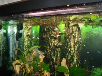 GEDC1573.webp