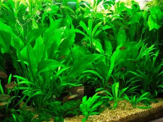 Echinodorus with inflorescences (1).webp