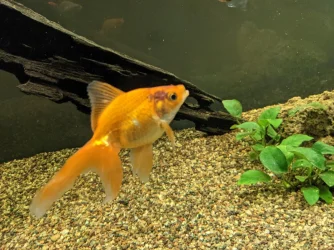 goldfish.webp