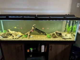 Tank.webp
