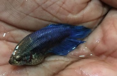 swollen betta1.JPG