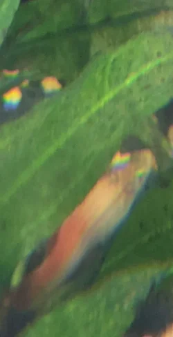 swordtailS.webp