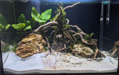 fishtank planted.jpg