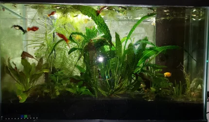 29_guppy_may_25_2020.jpg 29_guppy_may_25_2020.jpg