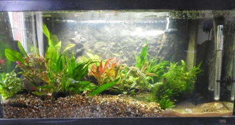Aquarium 1.webp
