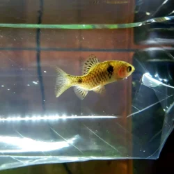 fish photo 2.webp