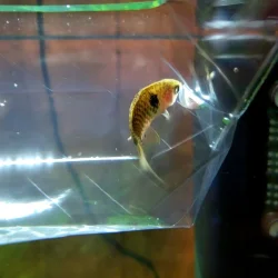 fish photo 1.webp
