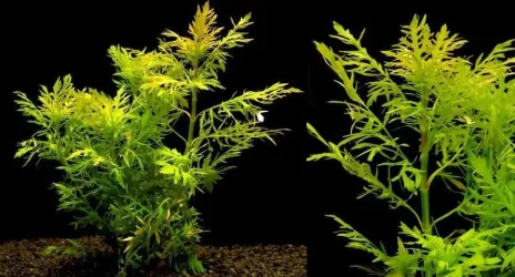 Hygrophila difformis1.webp