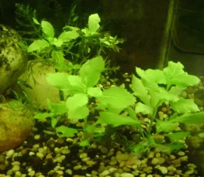 Hygrophila difformis2.webp