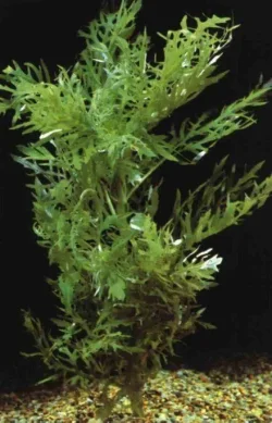 Hygrophila difformis3.webp