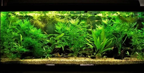 70g Sep 8-09 Lg.webp