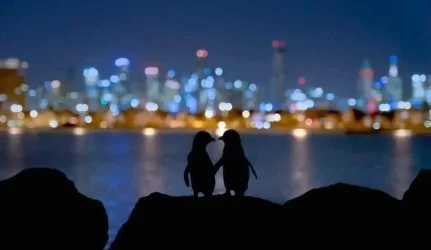 penguins 1.webp