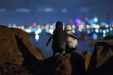 penguins 2.webp