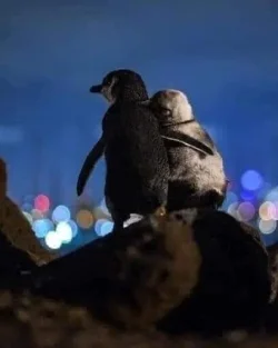 penguins 3.webp