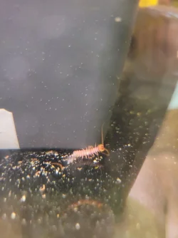 mystery worm.webp