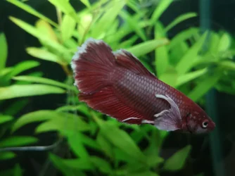 fishy.jpg fishy.jpg