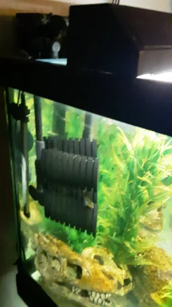 aquarium sponges.webp
