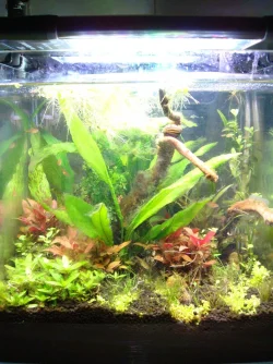 front tank with ember tetras.webp