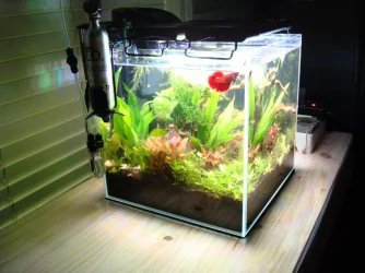 side tank with Ruby.webp