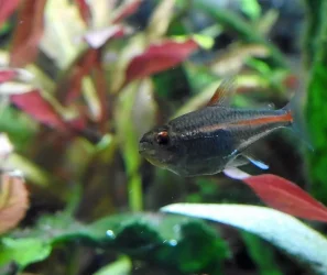 DSCN3835.webp