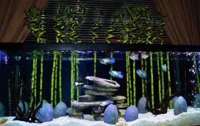 Bamboo Close72.webp