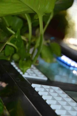 Bamboo Grid 12572.webp