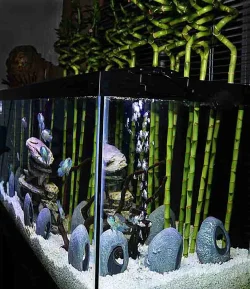 Bamboo Side-172.webp