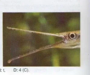 needle_fish_mouth.webp